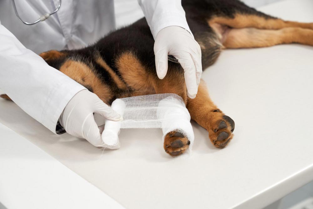 Trauma and Fracture Management in Companion Animals: Practical Insights for Veterinarians